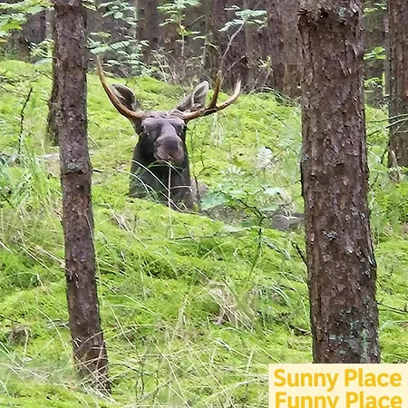 Batic Line - Sunny Place - Funny Place, Ze Slonecznym Ogrodkiem Na Wyspie Sobieszewskiej Danzica