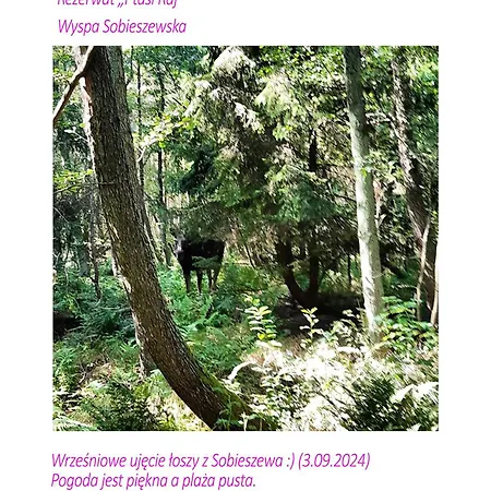 Sunny Place: Baltic With Garden On Sobieszewska Island *