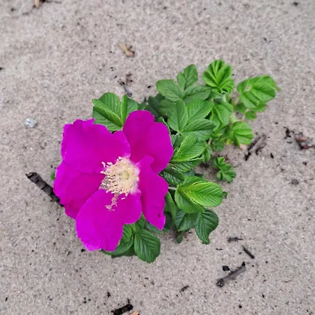 Batic Line - Sunny Place - Funny Place, Apartament Ze Slonecznym Ogrodkiem Na Wyspie Sobieszewskiej