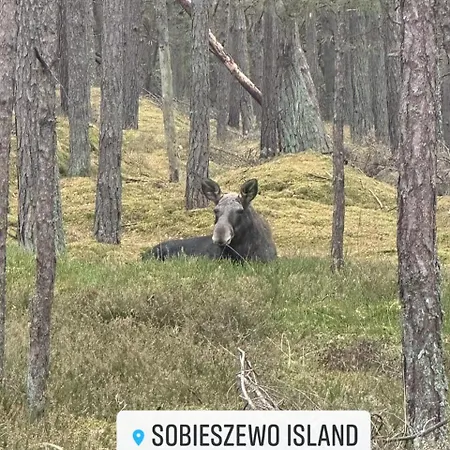 Sunny Place - Funny Place, Ze Slonecznym Ogrodkiem Na Wyspie Sobieszewskiej - Baltic Line Гданьск
