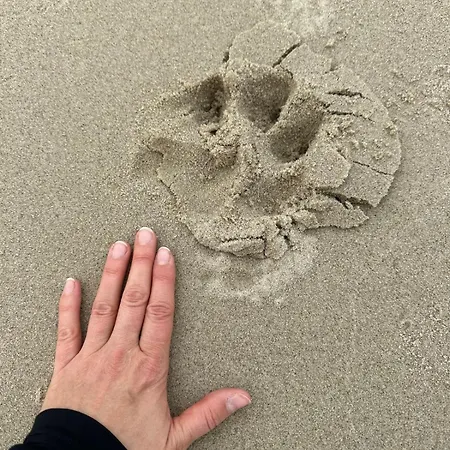 Sunny Place - Funny Place, Ze Slonecznym Ogrodkiem Na Wyspie Sobieszewskiej - Baltic Line *