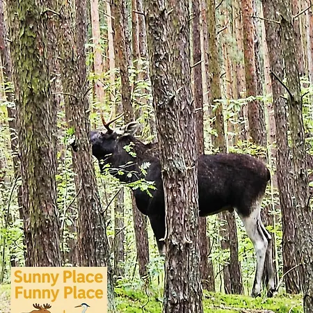 Daire Batic Line - Sunny Place - Funny Place, Ze Slonecznym Ogrodkiem Na Wyspie Sobieszewskiej