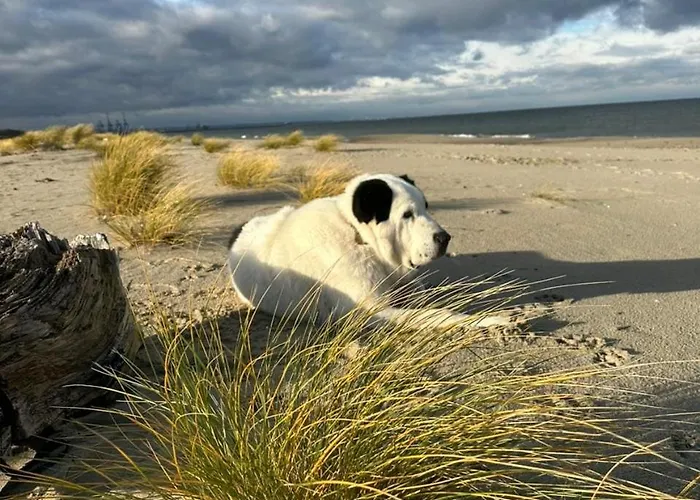 Batic Line - Sunny Place - Funny Place, Ze Slonecznym Ogrodkiem Na Wyspie Sobieszewskiej