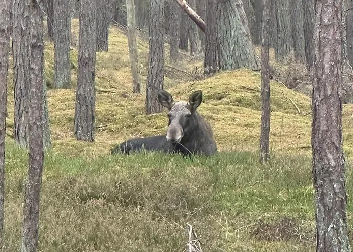 Sunny Place: Baltic With Garden On Sobieszewska Island Gdansk