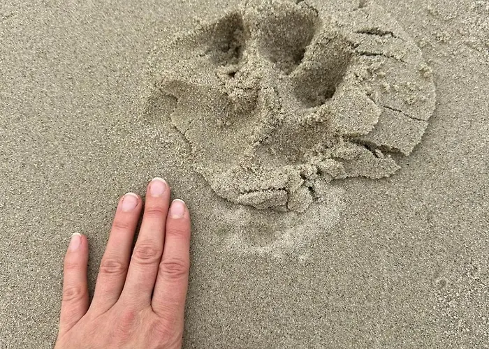 Batic Line - Sunny Place - Funny Place, Ze Slonecznym Ogrodkiem Na Wyspie Sobieszewskiej *