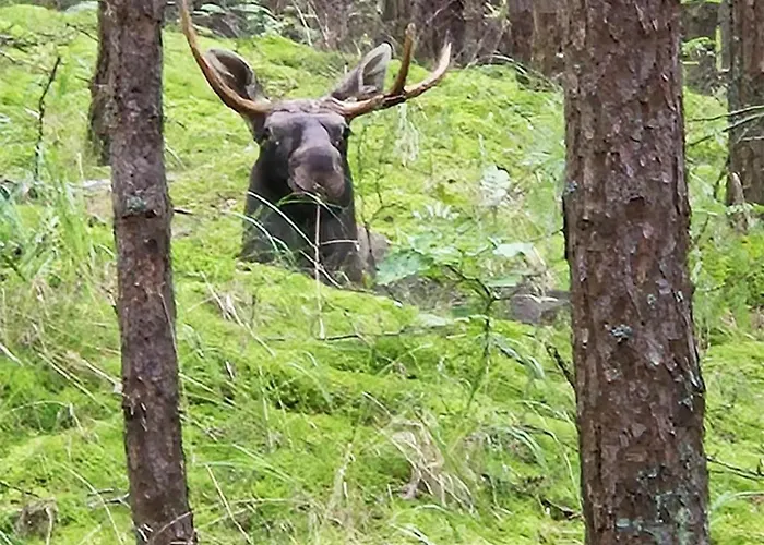 Batic Line - Sunny Place - Funny Place, Ze Slonecznym Ogrodkiem Na Wyspie Sobieszewskiej Gdańsk