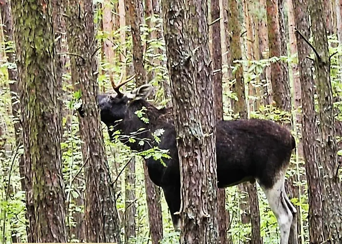 Apartman Batic Line - Sunny Place - Funny Place, Ze Slonecznym Ogrodkiem Na Wyspie Sobieszewskiej