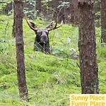 Sunny Place - Funny Place, Ze Słonecznym Ogródkiem Na Wyspie Sobieszewskiej - Baltic Line Gdańsk